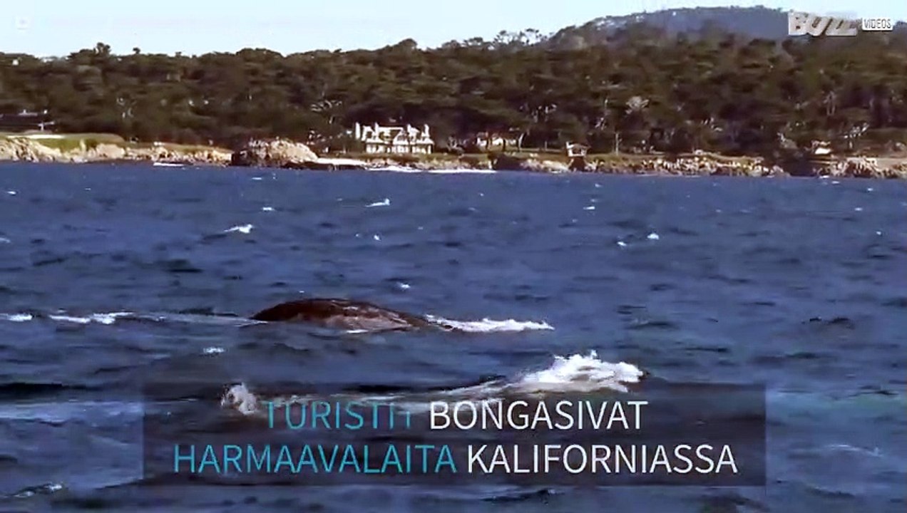 Harmaavalaat ja mursu yllättävät turistit