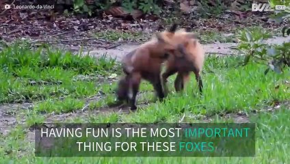 Fox cubs' delightful backyard frolic