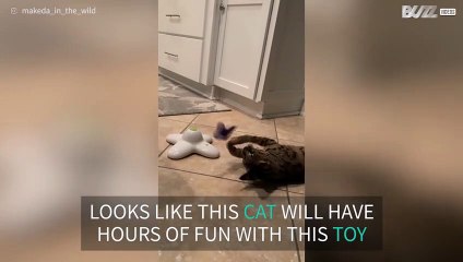 Cat loves playing with toy butterfly