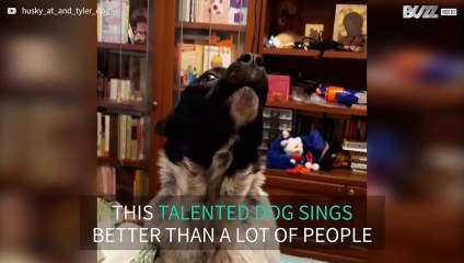 This dog could be Russia's next big music star