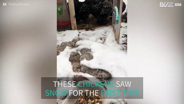 Chickens refuse to set foot on snow
