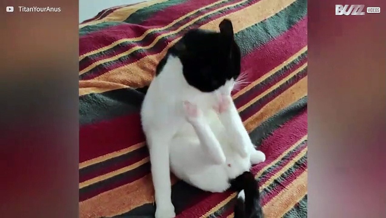 Cat kicks itself in the face