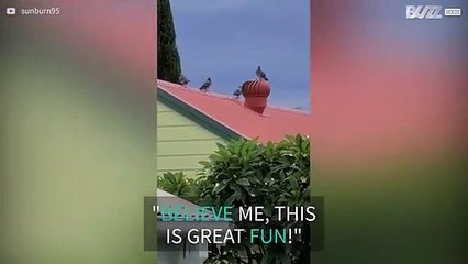 Pigeon enjoys merry-go-round after landing on rotating chimney