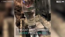 Cat loves drinking water from glass