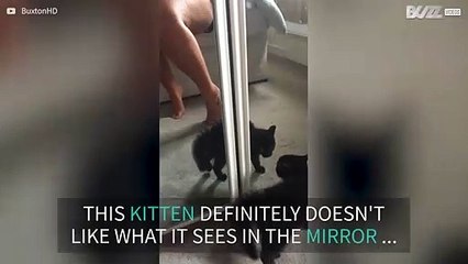 Kitty bristles with fright at her own reflection