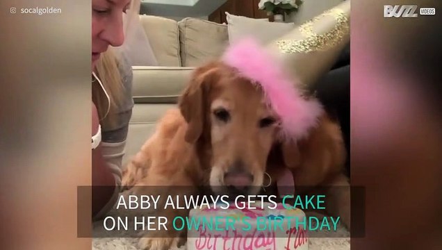 Dog gets birthday cake on owner's birthday