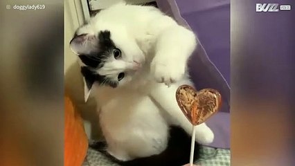 Cat doesn't know what to do with lollipop