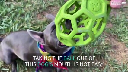 Sleepy dog doesn't let go of the ball