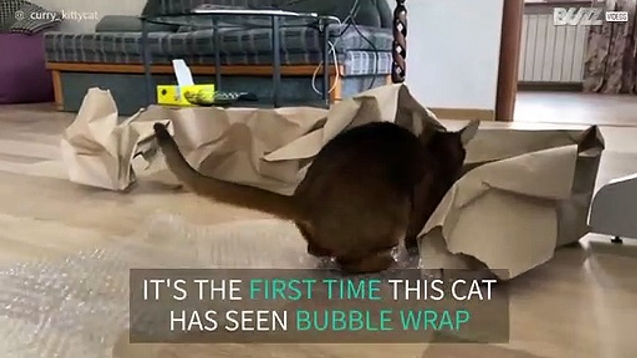 Cat blissfully bursts bubble wrap