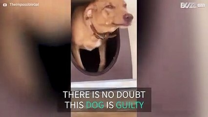 Dog has guilty look written all over its face
