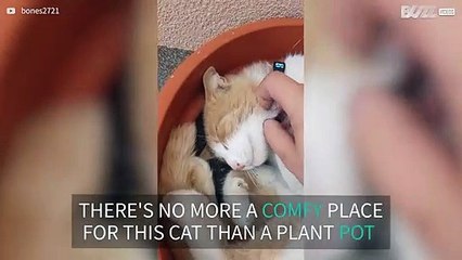 Cat loves to curl up in plant pot
