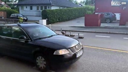 Family of swans relax in middle of road and cause long traffic queues