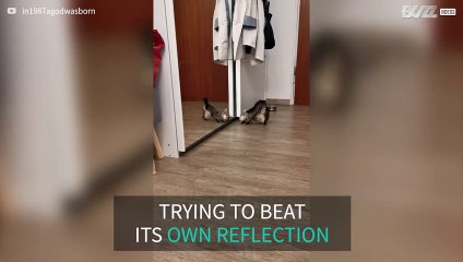 Kitten in dramatic battle with its own reflection