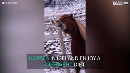 Horse nibbles on wooden pole in hilarious scene
