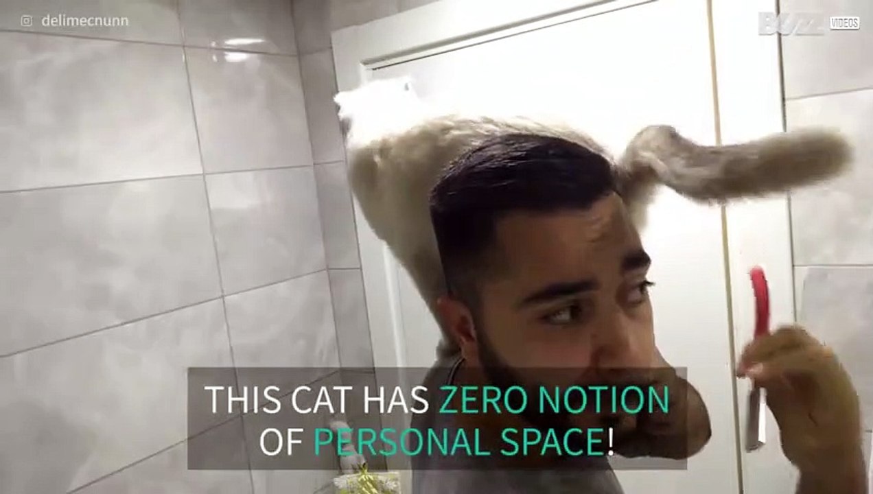 Hyperactive cat invades owner's personal space