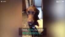 Dog steals tomato but pretends he didn't!