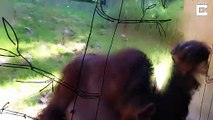 Orangutan Cleans Enclosure Glass