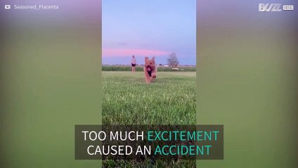 Dog smashes face against camera in slow motion