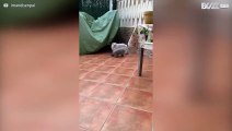 Cat shows off neat parkour skills during chase