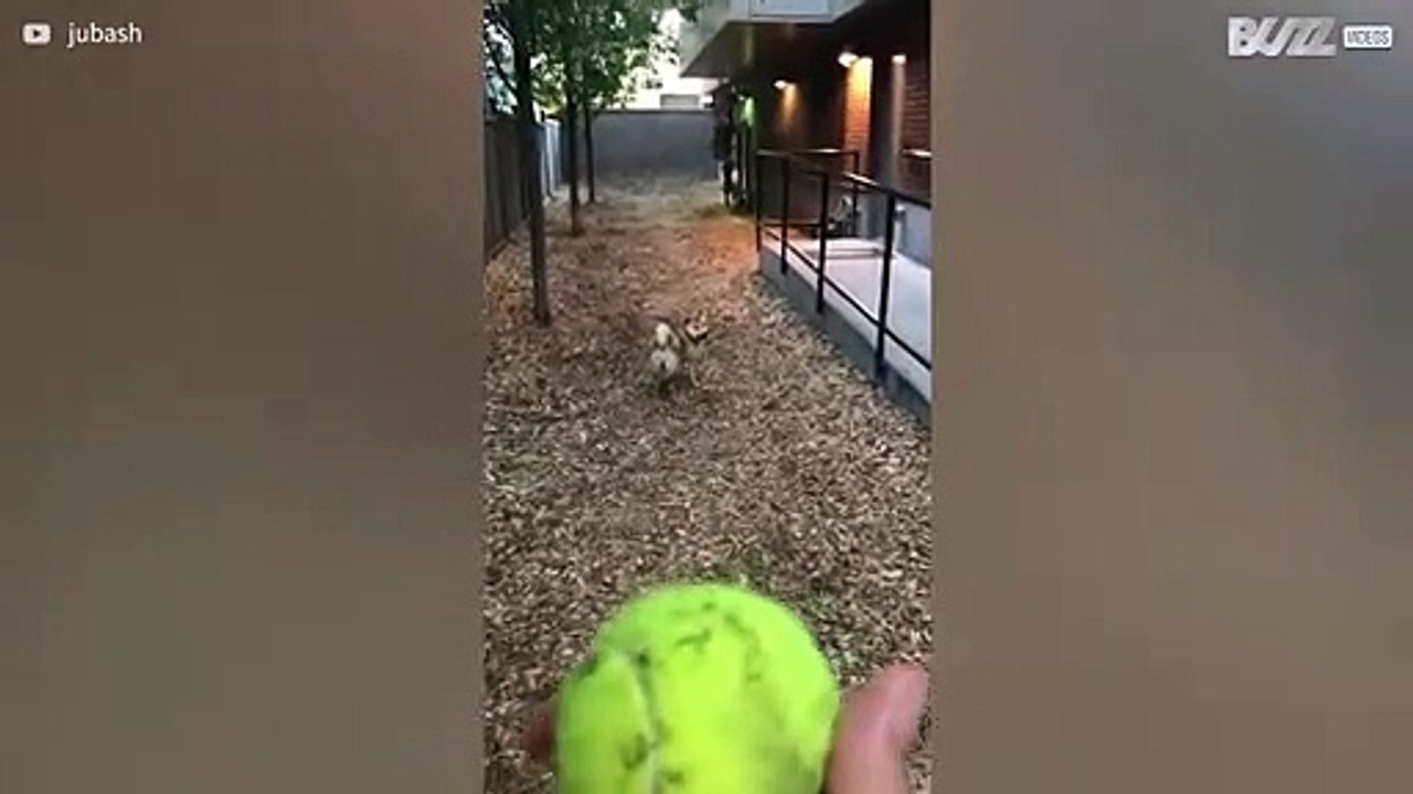 Dog doesn't like to play fetch