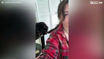 Cat takes great pleasure nibbling owner’s hair