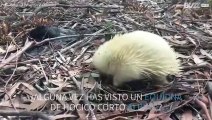 Extraño mamífero albino en un parque natural de Australia