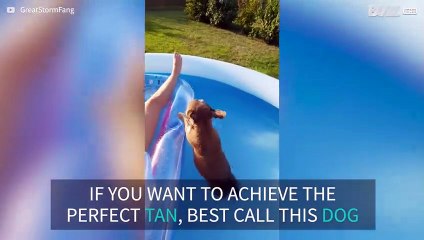 Dog assists owner in achieving perfect tan