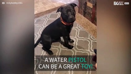 Water pistol sends dog delirious!
