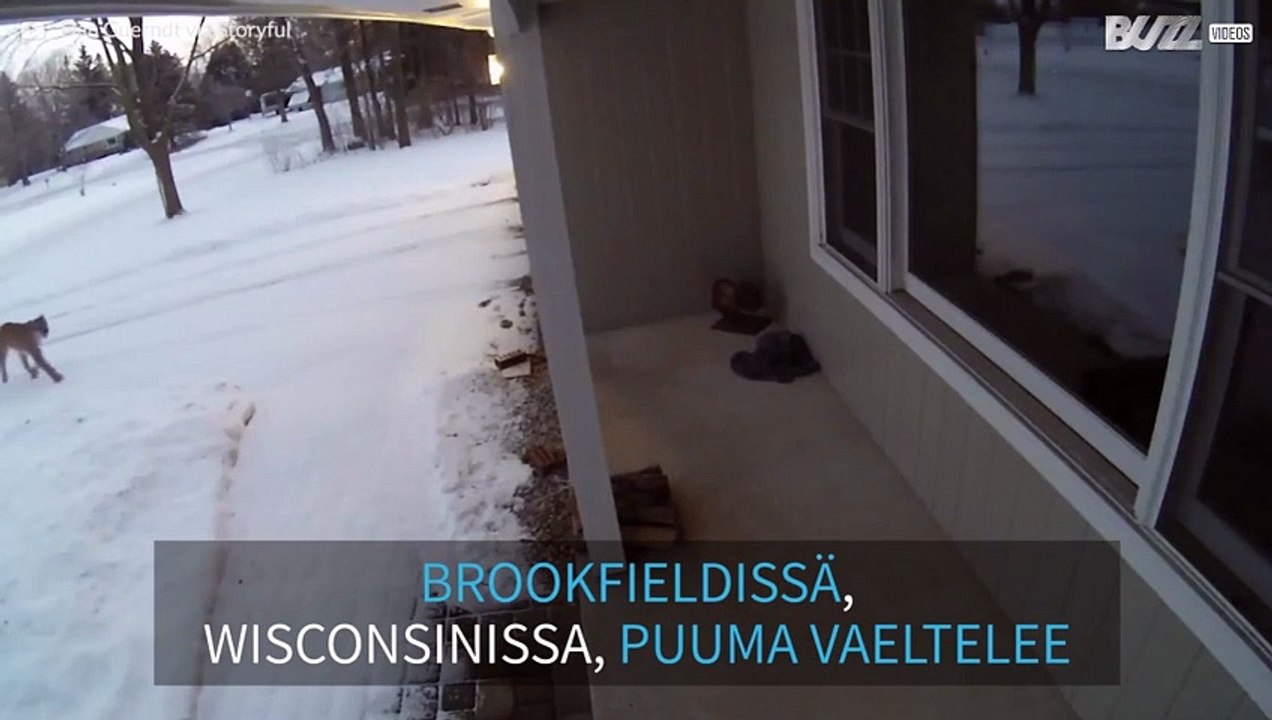 Kuistille tullut puuma haluaa sisään taloon!