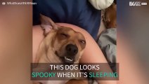 Dog appears possessed while dozing