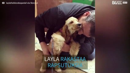 Koiranpentu ei saa tarpeekseen vatsan rapsutuksista