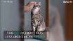 Cat ignores owner in 'stop petting your cat' challenge