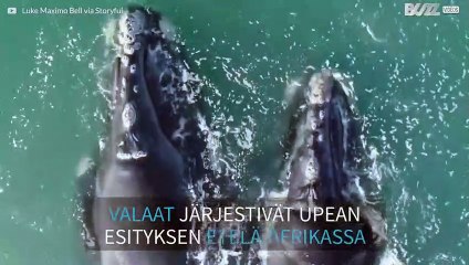 Uskomaton video valaista uimassa Etelä-Afrikan rannikolla