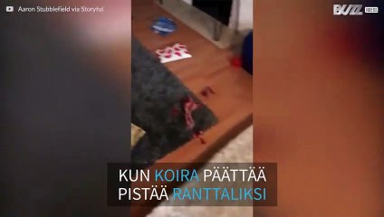 Koira levittää roskapussin sisällön ympäri asuntoa omistajansa poissa ollessa!