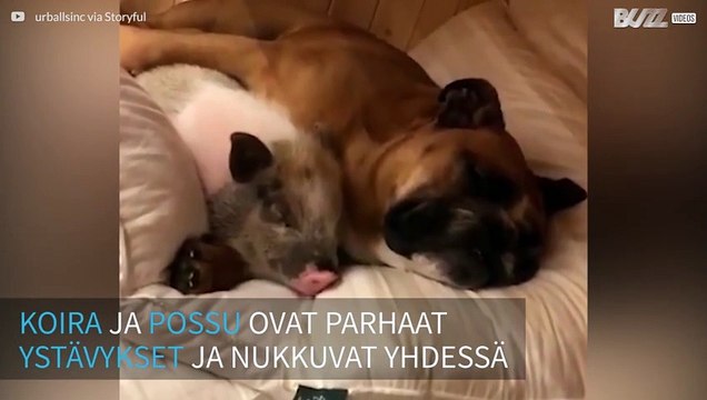 Suloista! Koira ja possu ovat ystävykset ja jopa nukkuvat yhdessä