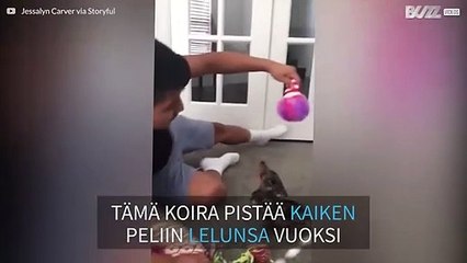 Mäyräkoiranpentu tekee huiman loikan leikkiessään joululahjallaan