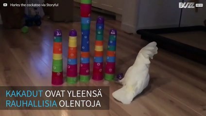 Tapaa Harley, tuhoisa kakadu