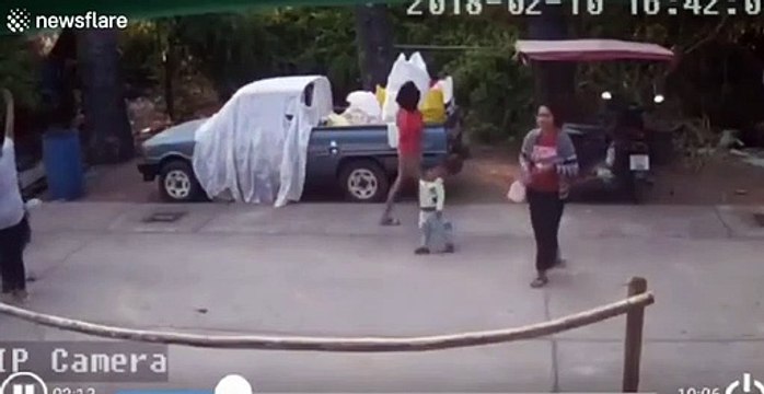 Shocking video Two-year-old boy narrowly avoids being crushed by palm tree in Thailand