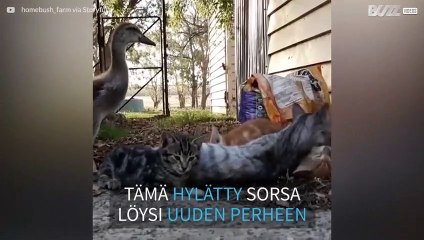 Sorsan ja kissanpentujen odottamaton (ja todella suloinen) ystävyys!