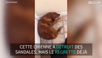Cette chienne regrette d'avoir détruit des sandales