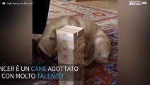 Cane dimostra talento nel gioco di Jenga