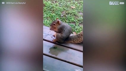 Mai dire a uno scoiattolo che è grassottello!