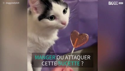 Chat et sucette ne font pas bon ménage !