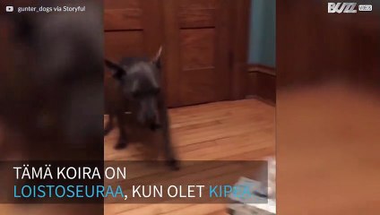 Flunssaisen paras ystävä: koira tuo omistajalleen nenäliinoja!