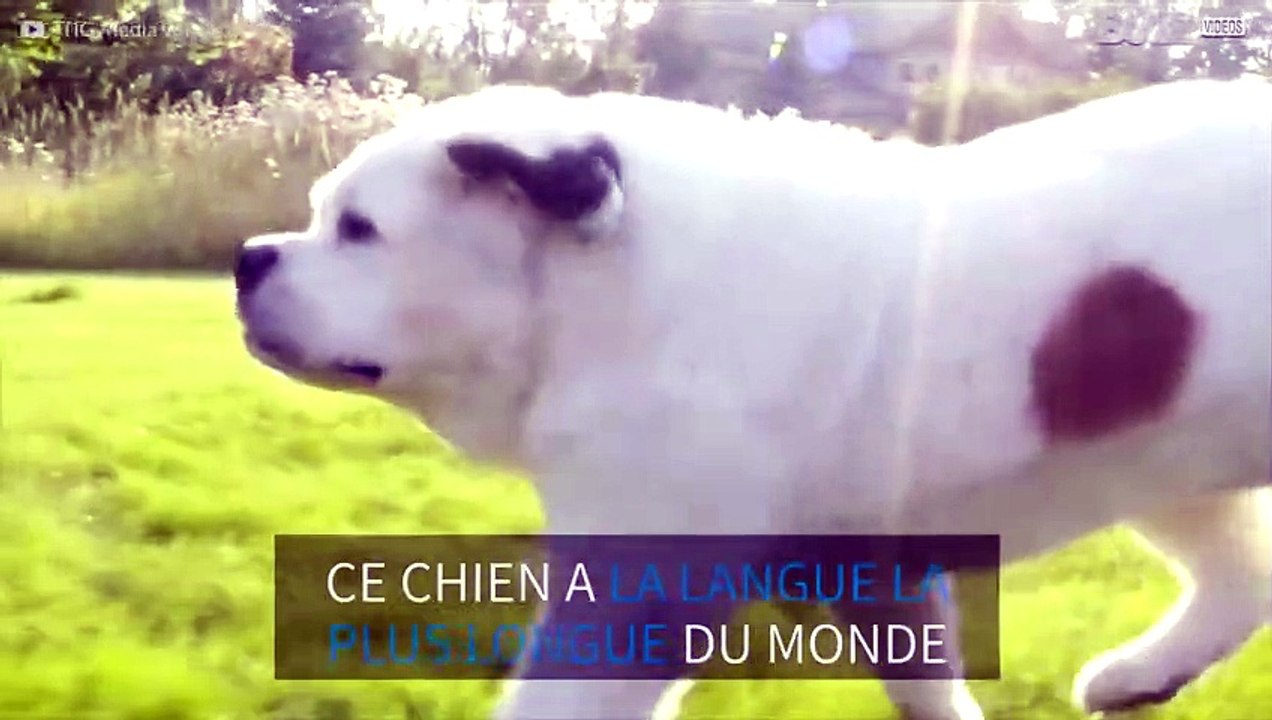 Ce chien a la langue la plus longue du monde