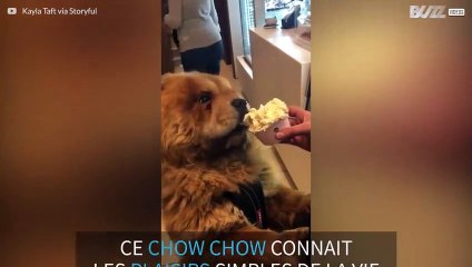 Un Chow Chow amateur de glace
