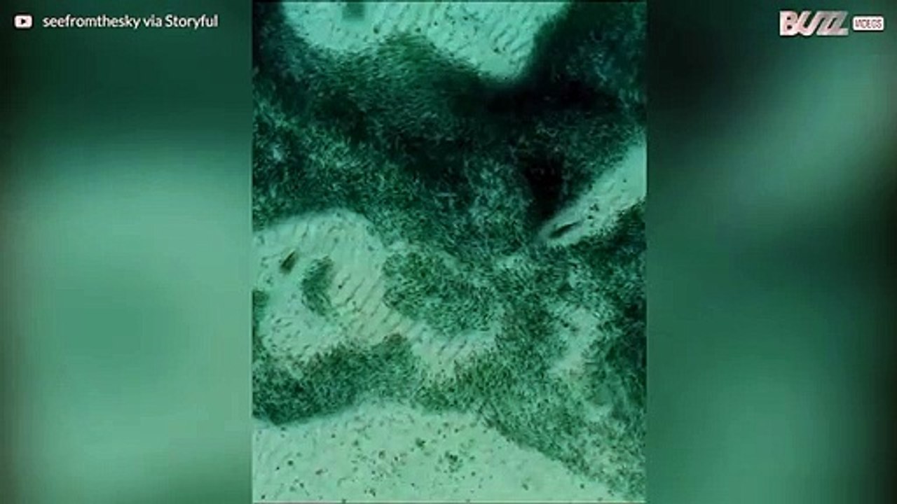 Hain kalajahti luo veteen upean kuvion taianomaisella videolla!