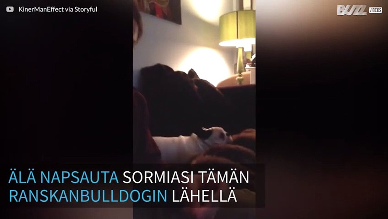 Ranskanbulldog sekoaa sormien napsautuksesta