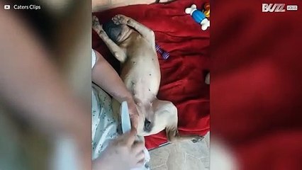 Tämä sharpei rakastaa, kun sen kynnet hoidetaan