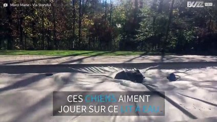 Des chiens jouent sur la bâche d'une piscine!